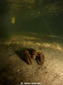 Noble crayfish in the river by Viktor Vrbovský 